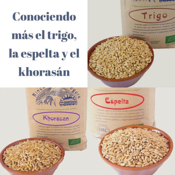 El trigo